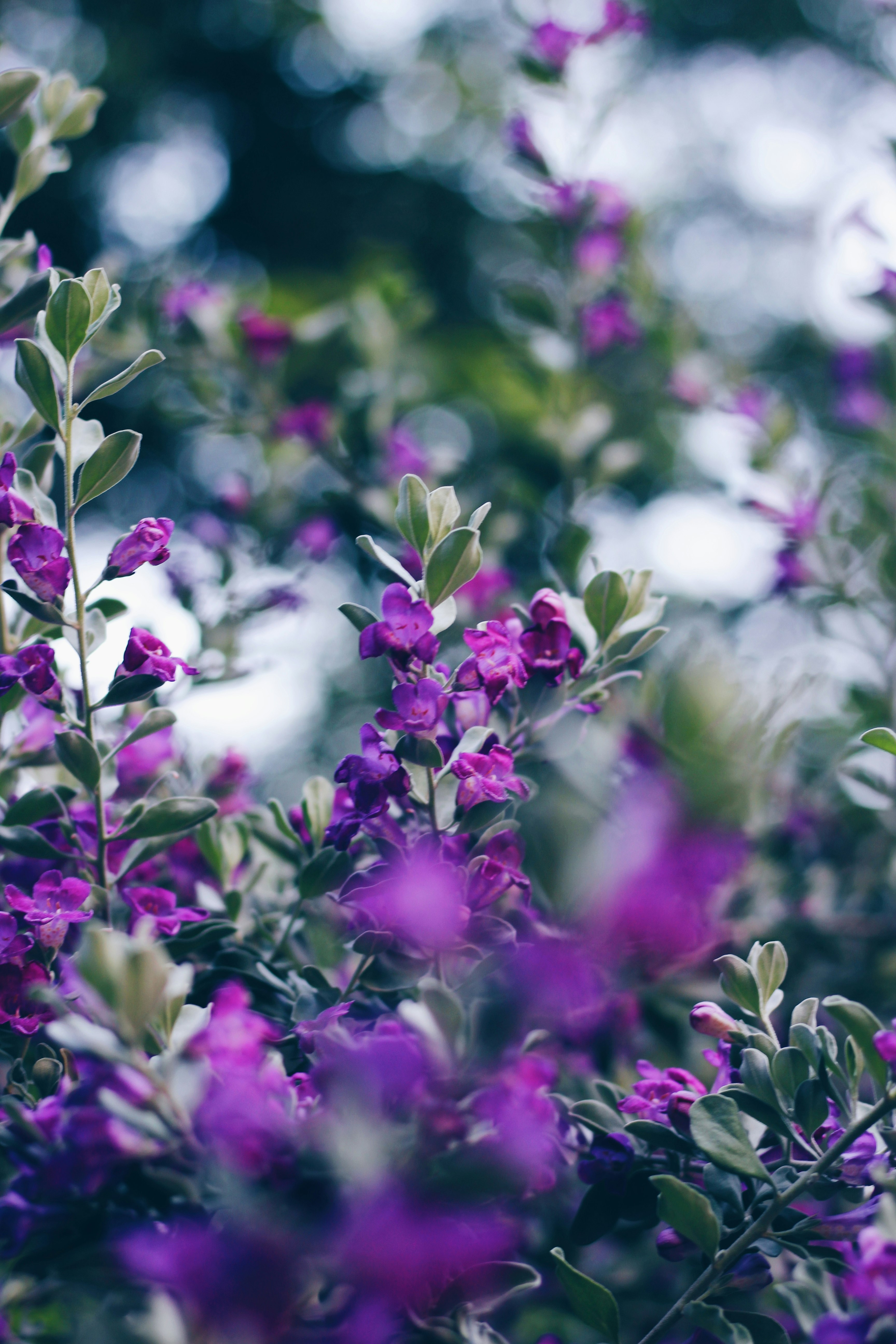 purple and white flowers in tilt shift lens